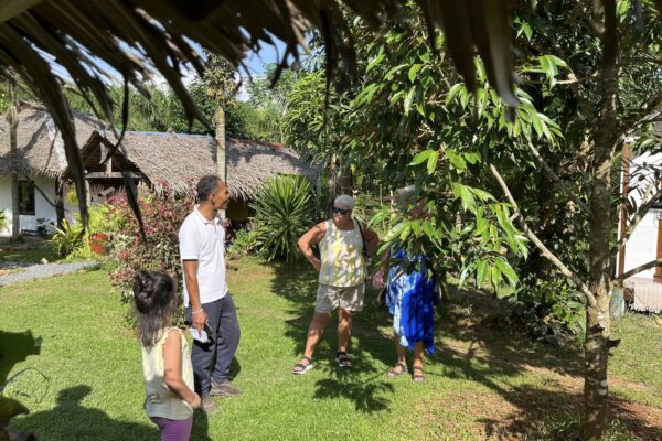 fruits trees